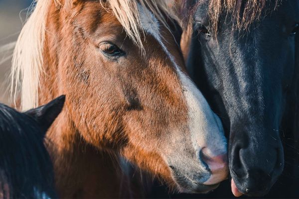 icelandic-horse.jpg