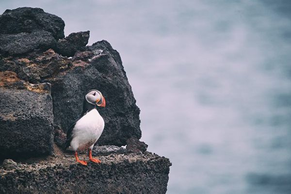 vestmannaeyjar.jpg